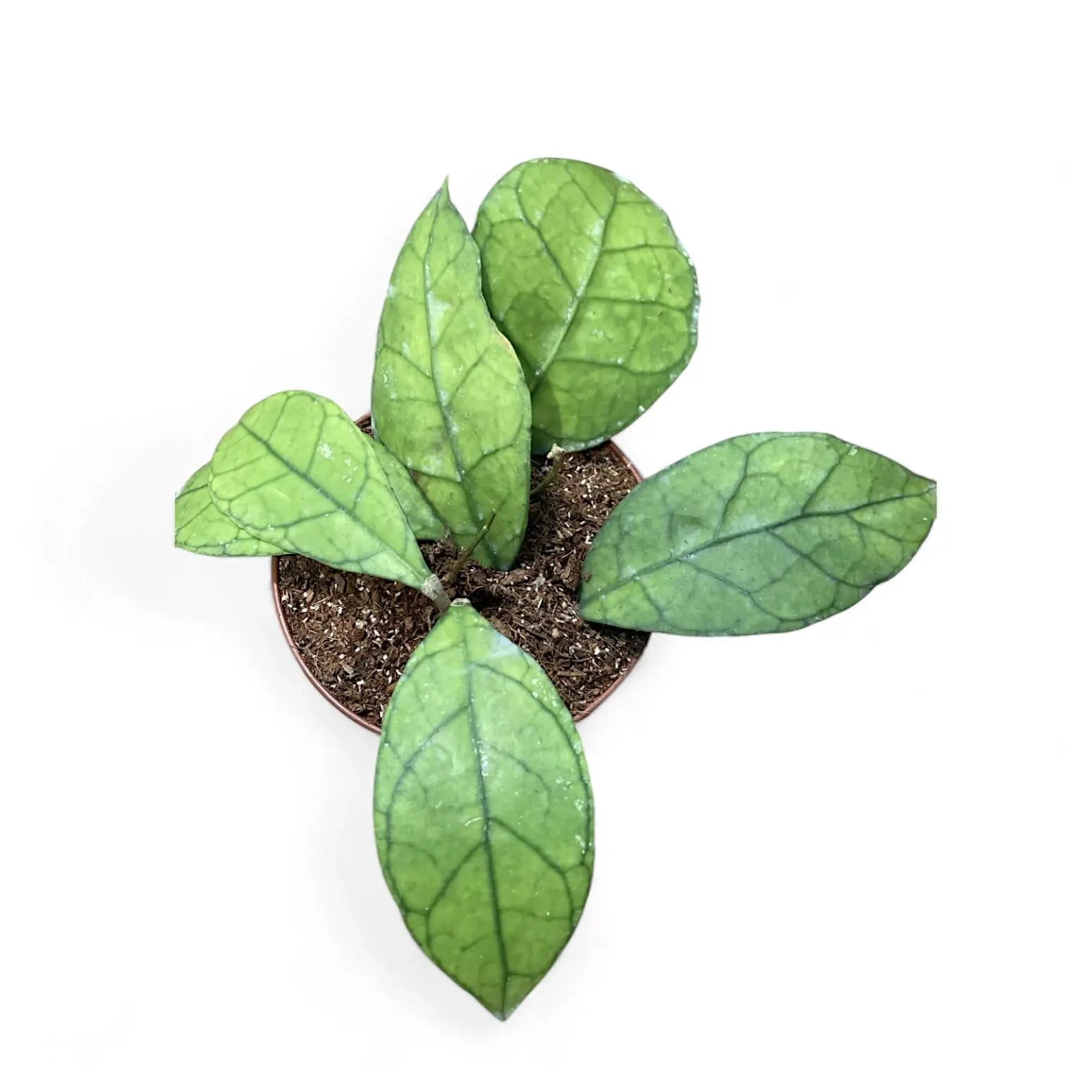 Hoya clemensiorum Kalimantan (Clone 1) potted plant in nursery pot on white background.