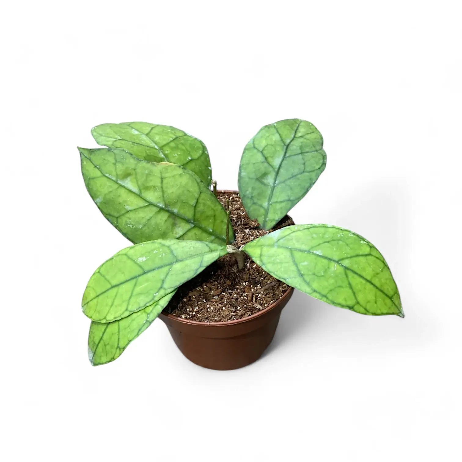 Hoya clemensiorum Kalimantan (Clone 1) potted plant in nursery pot on white background.