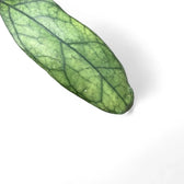 Hoya clemensiorum Kalimantan (Clone 2) leaf detail on white background.