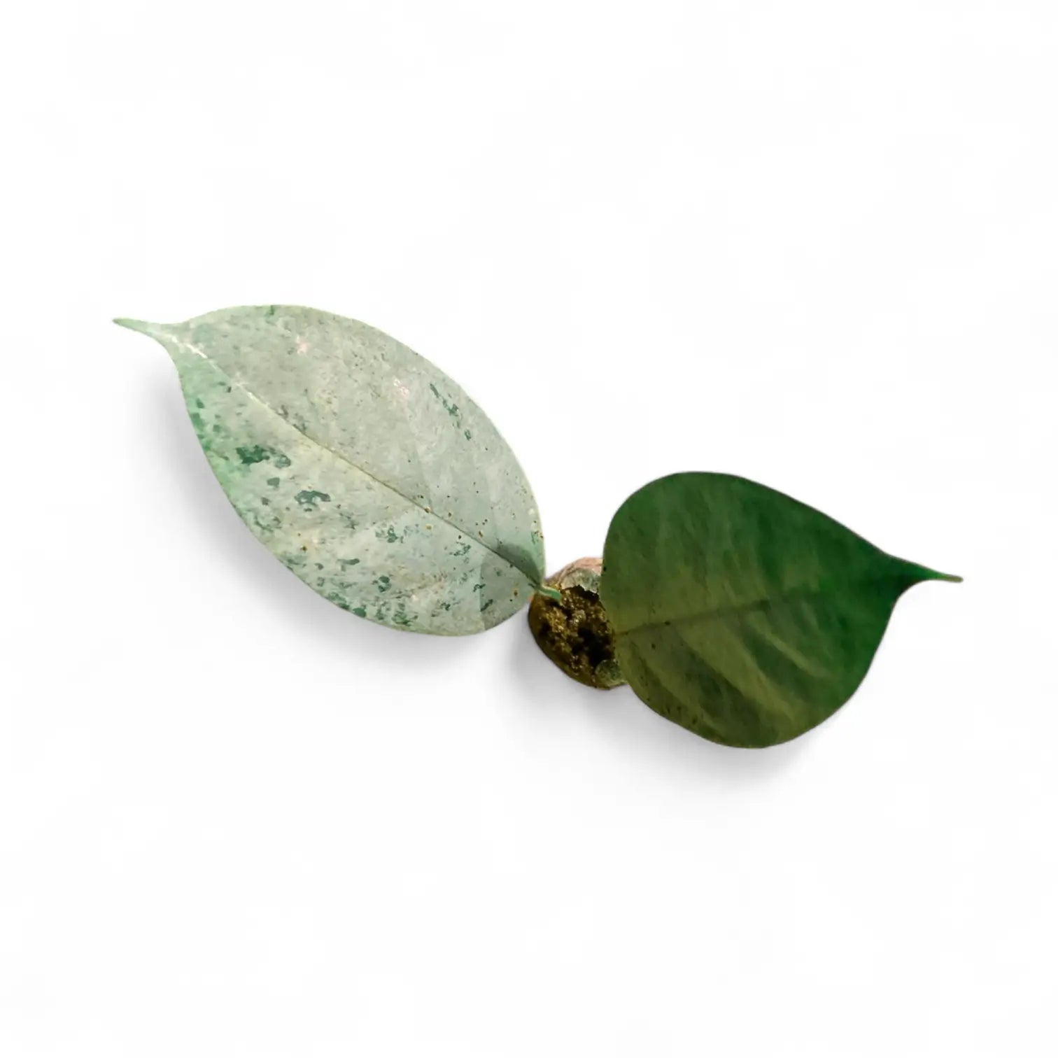 Hoya coriacea 'Silver' potted plant in nursery pot on white background.