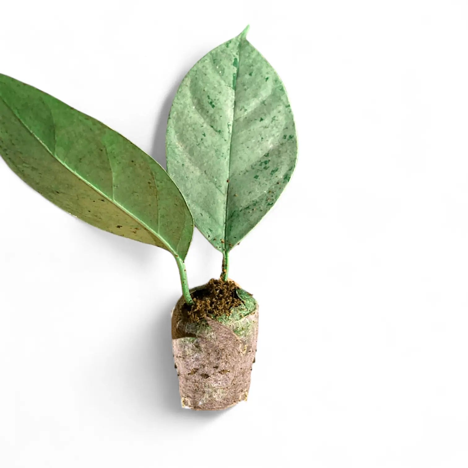 Hoya coriacea 'Silver' Zimmerpflanze im Anzuchttopf vor weißem Hintergrund, Produktfoto 4.