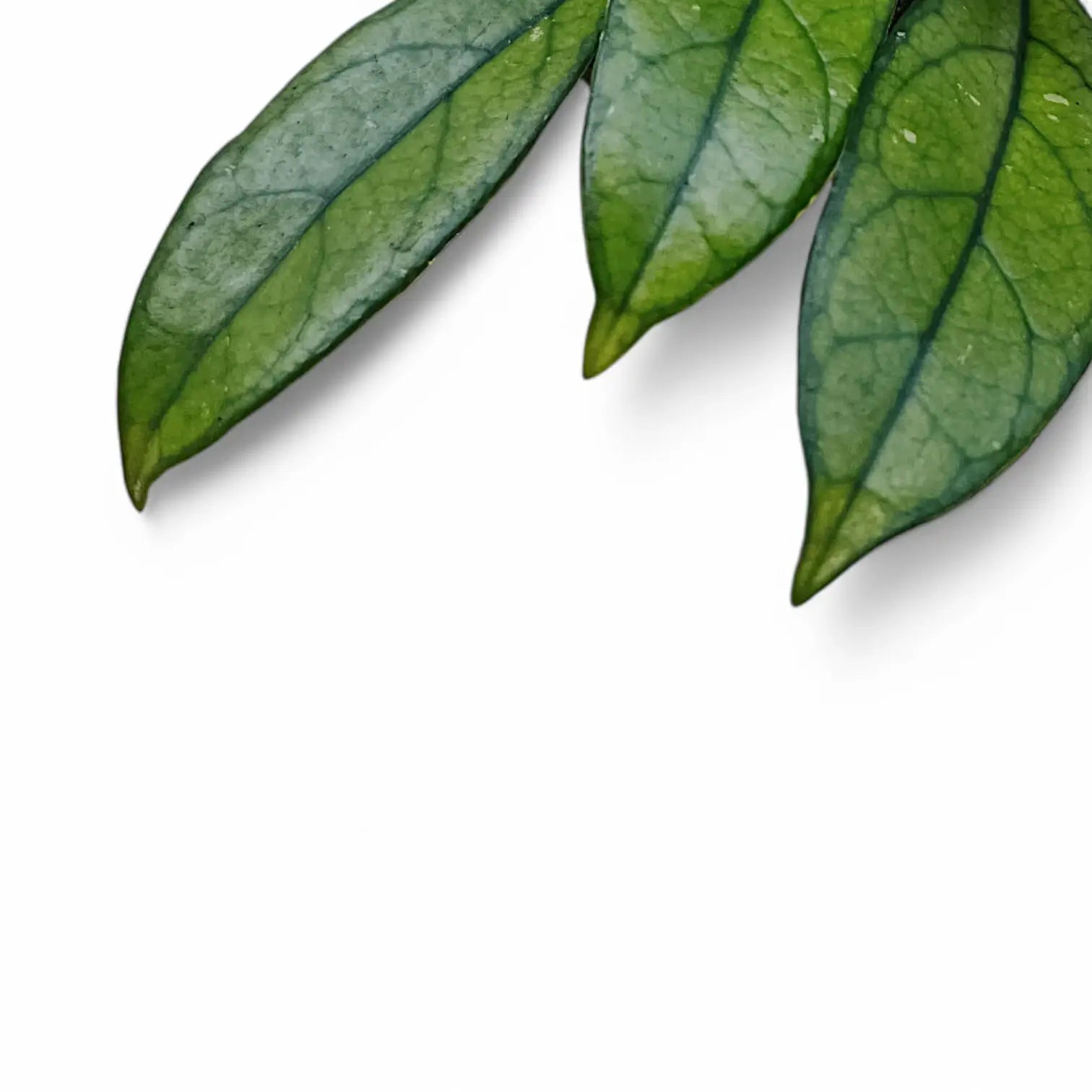 Hoya crassipetiolata leaf detail on white background.
