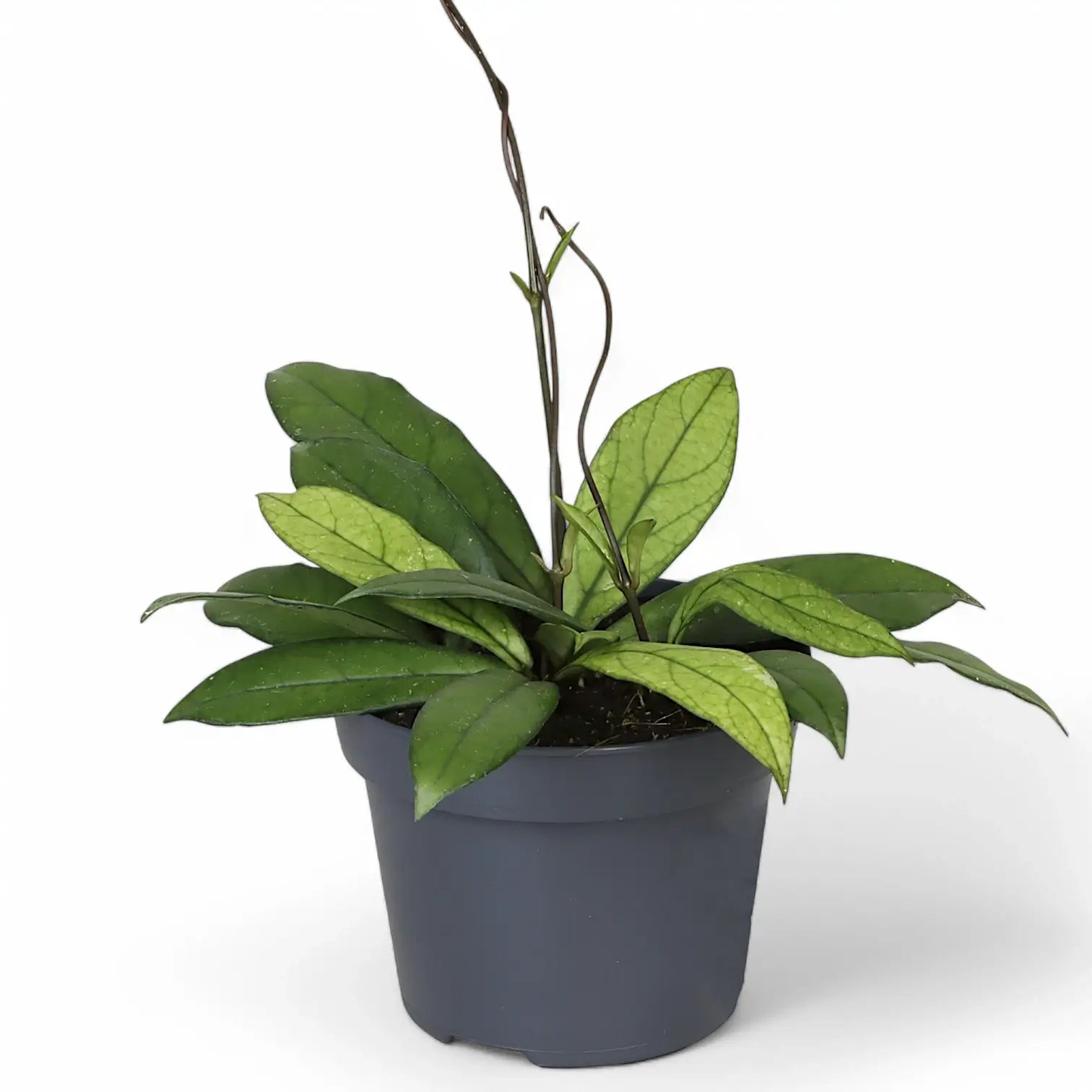 Hoya crassipetiolata potted plant in nursery pot on white background.