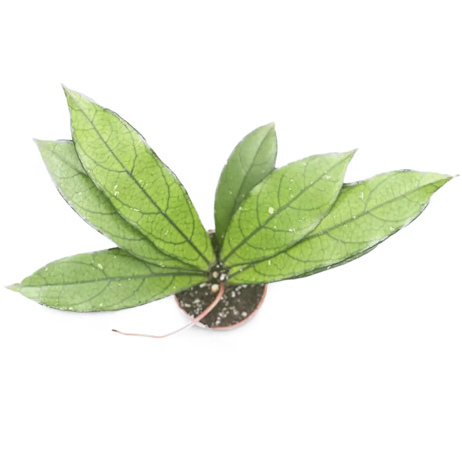 Hoya crassipetiolata (long leaf form) Zimmerpflanze im Anzuchttopf vor weißem Hintergrund, Produktfoto 2.