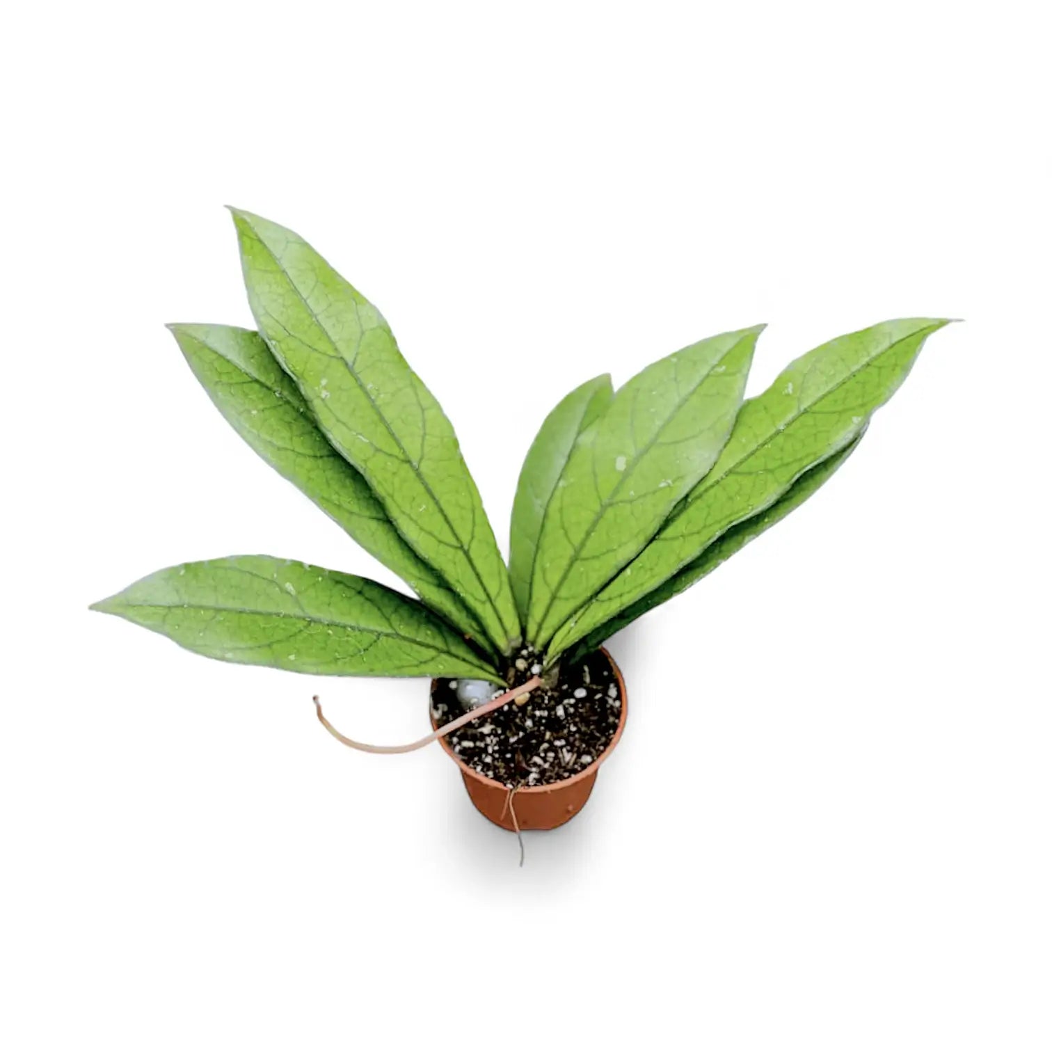 Hoya crassipetiolata (long leaf form) potted plant in nursery pot on white background.