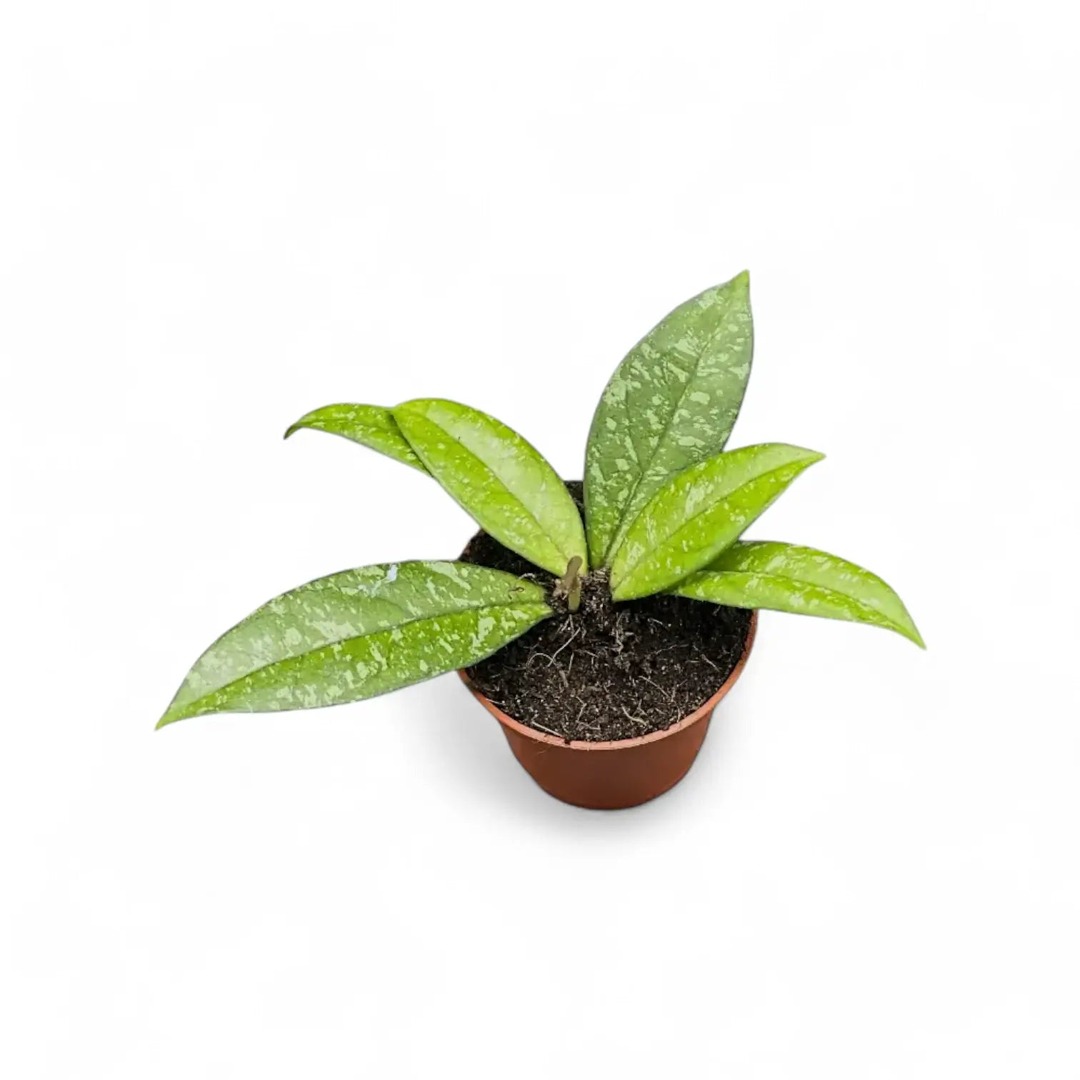 Hoya crassipetiolata 'Splash' potted plant in nursery pot on white background.