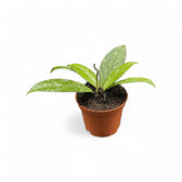 Hoya crassipetiolata 'Splash' potted plant in nursery pot on white background.