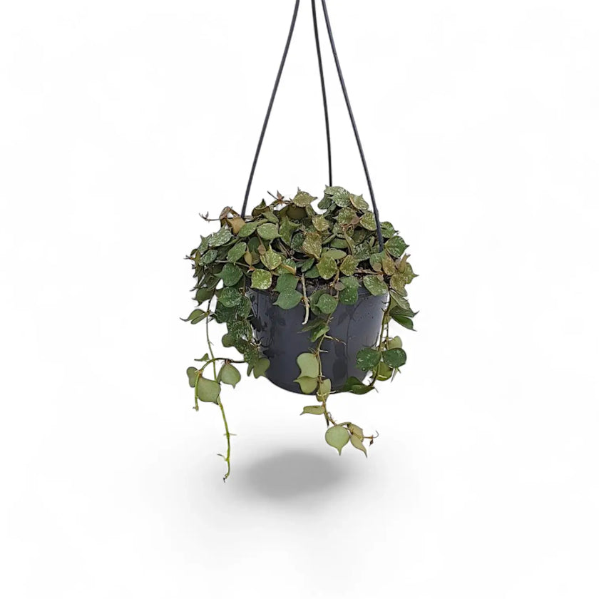 Hoya curtisii potted plant in nursery pot on white background.