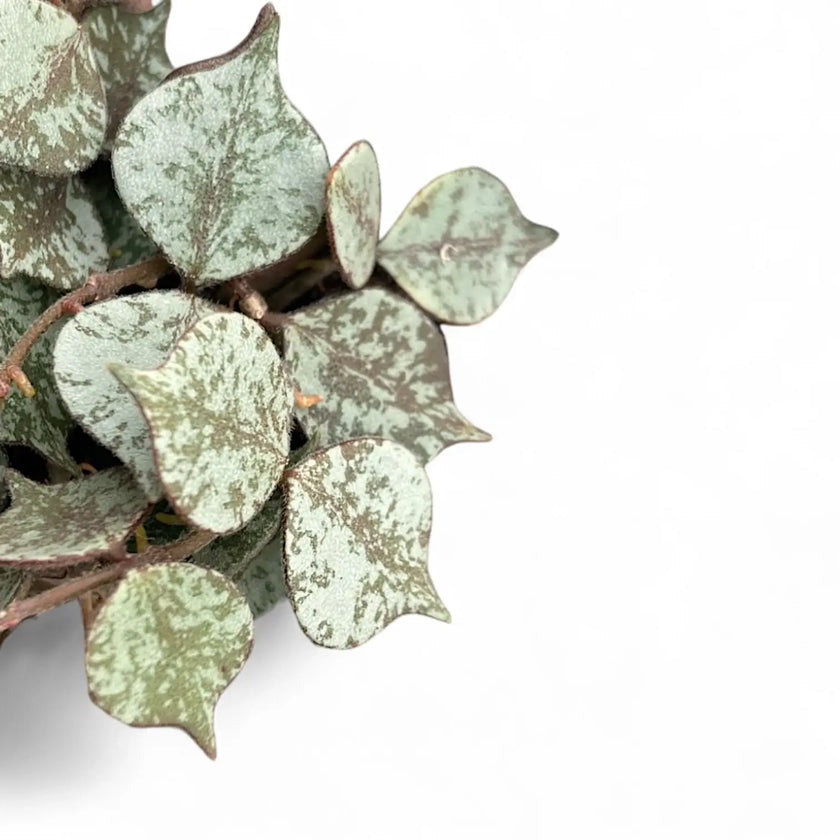 Hoya curtisii 'Silver' close-up of leaf on white background.