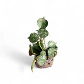 Hoya curtisii 'Silver' potted plant in nursery pot on white background.
