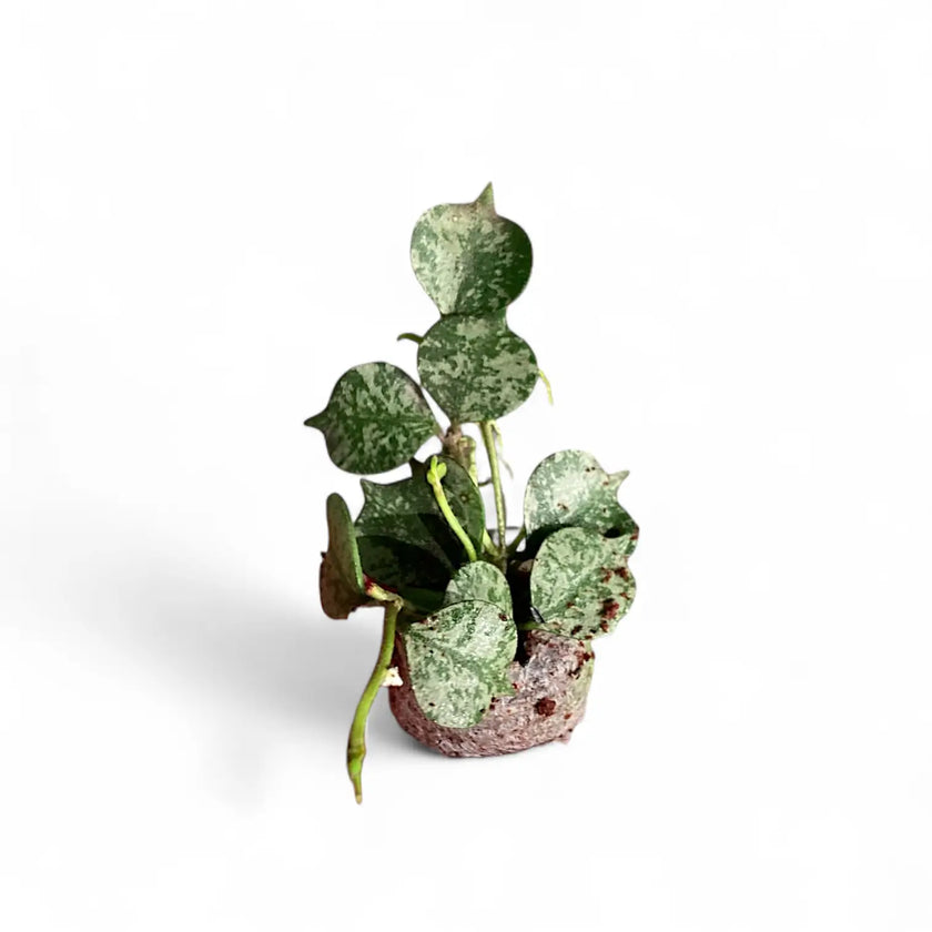 Hoya curtisii 'Silver' potted plant in nursery pot on white background.
