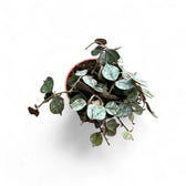 Hoya curtisii 'Silver' potted plant in nursery pot on white background.