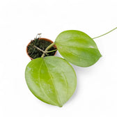 Hoya dolichosparte Zimmerpflanze im Anzuchttopf vor weißem Hintergrund, Produktfoto 2.