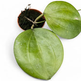 Hoya dolichosparte Zimmerpflanze im Anzuchttopf vor weißem Hintergrund, Produktfoto 3.