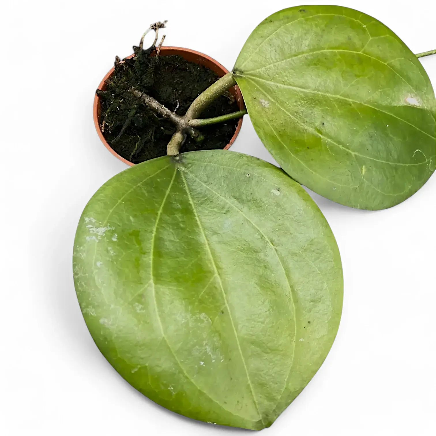 Hoya dolichosparte Zimmerpflanze im Anzuchttopf vor weißem Hintergrund, Produktfoto 3.