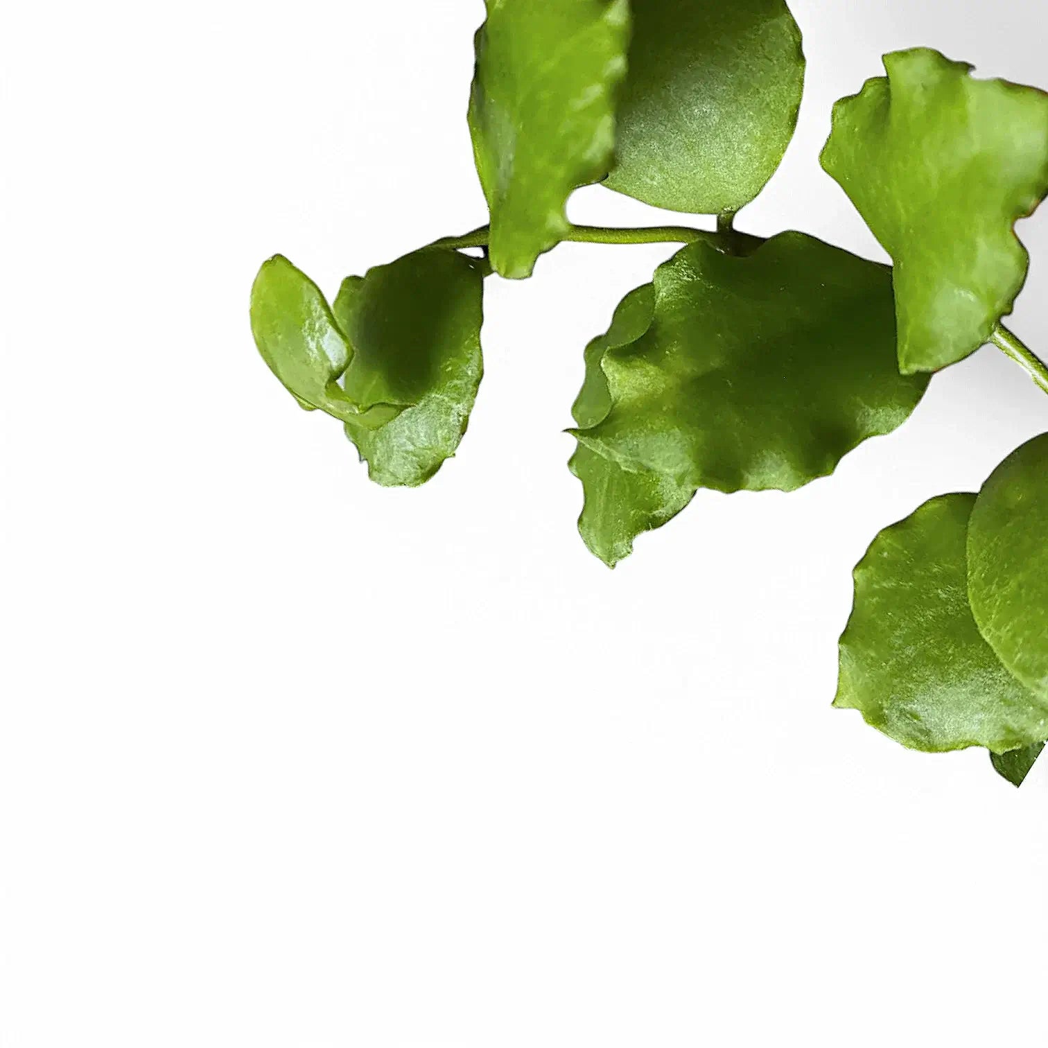 Hoya endauensis leaf close-up on white background.