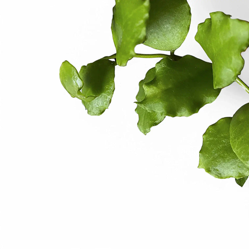 Hoya endauensis leaf close-up on white background.