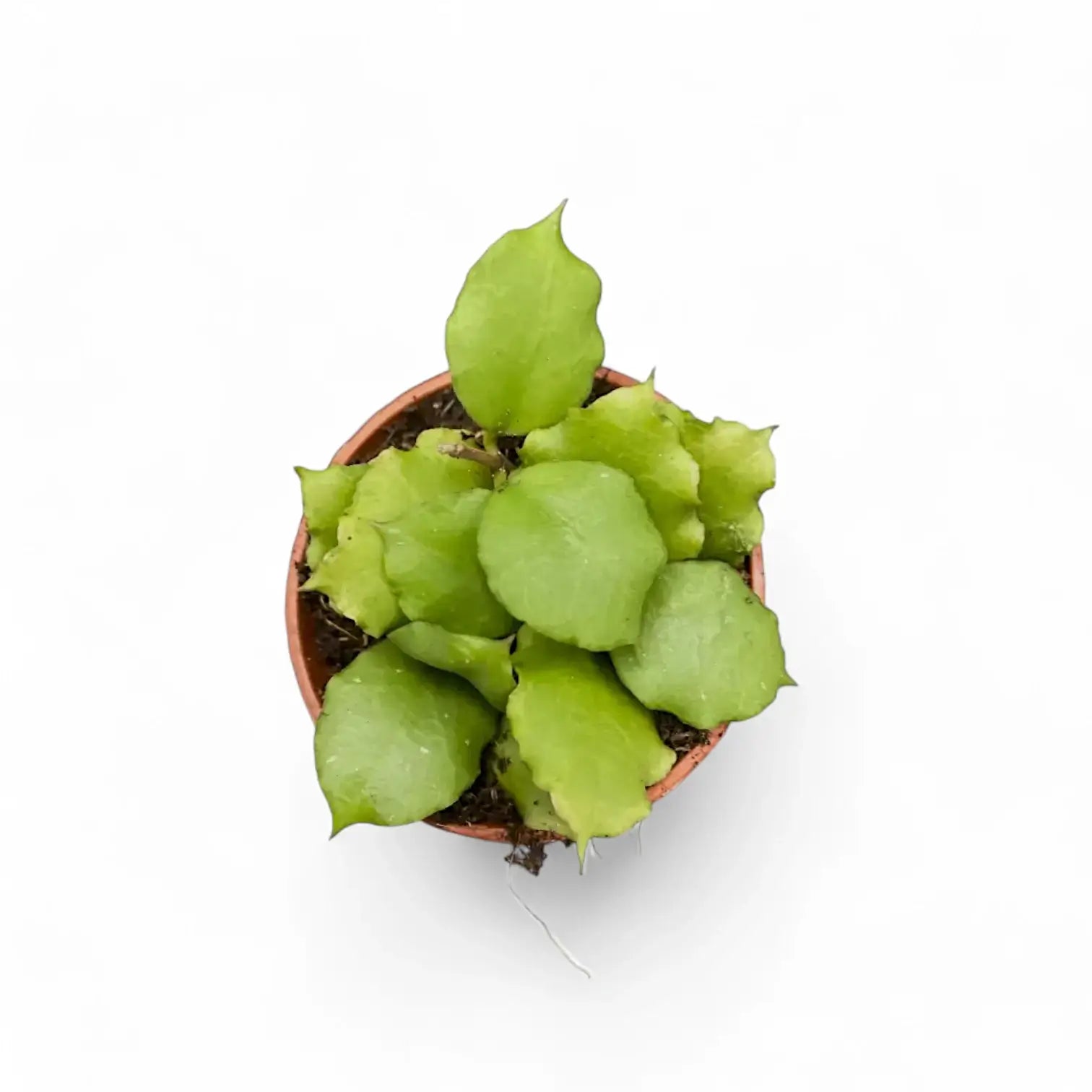 Hoya endauensis potted plant in nursery pot on white background.