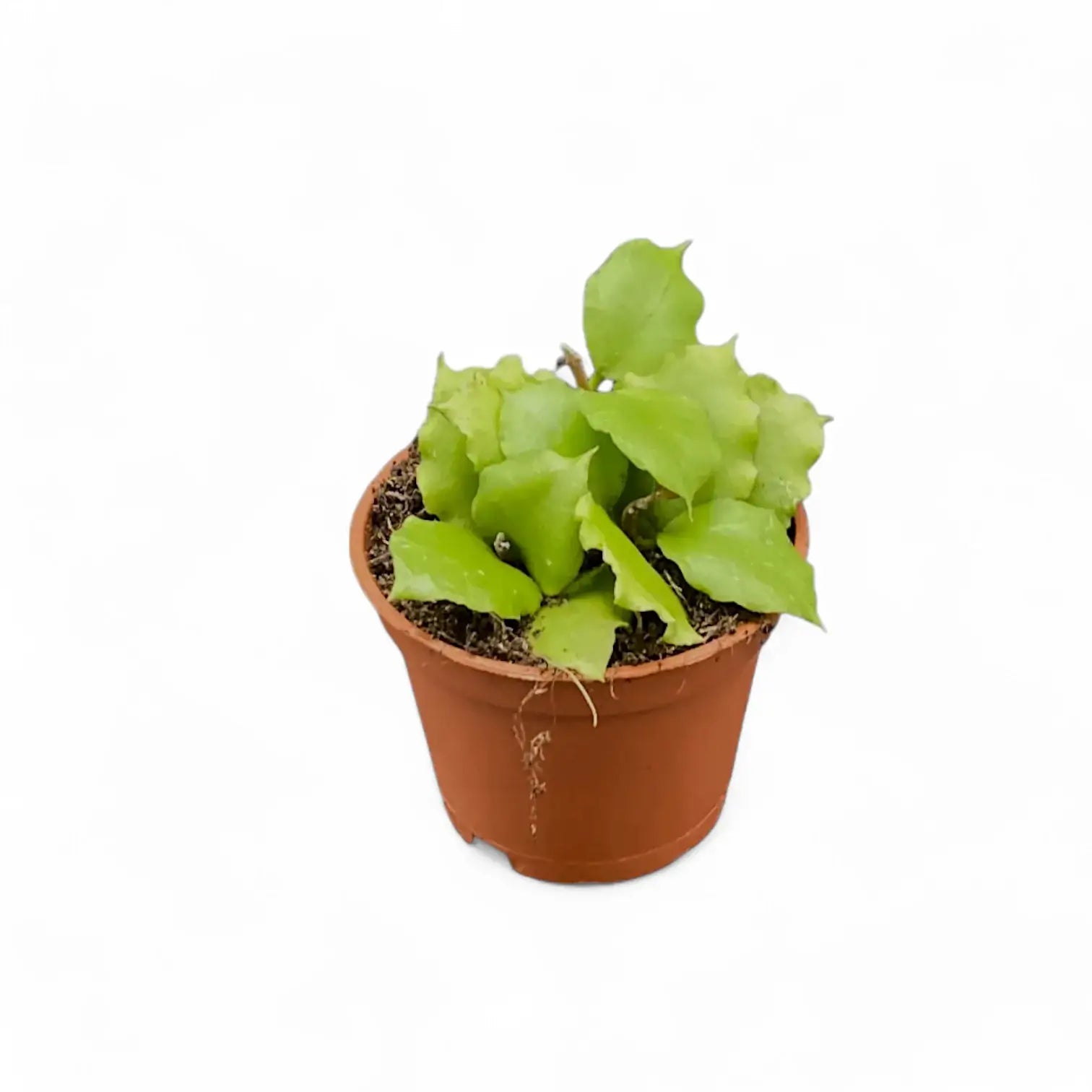 Hoya endauensis potted plant in nursery pot on white background.