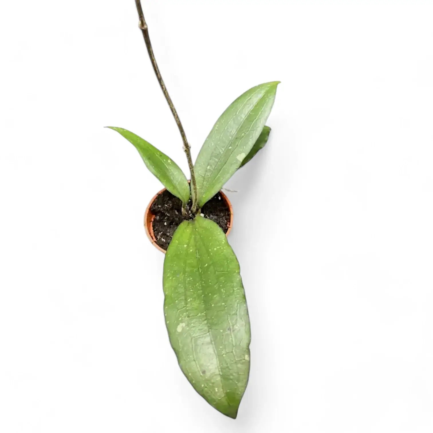 Hoya erythrina potted plant in nursery pot on white background.