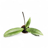 Hoya erythrina potted plant in nursery pot on white background.
