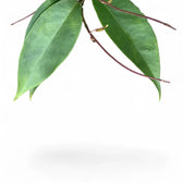 Hoya exilis leaf detail on white background.