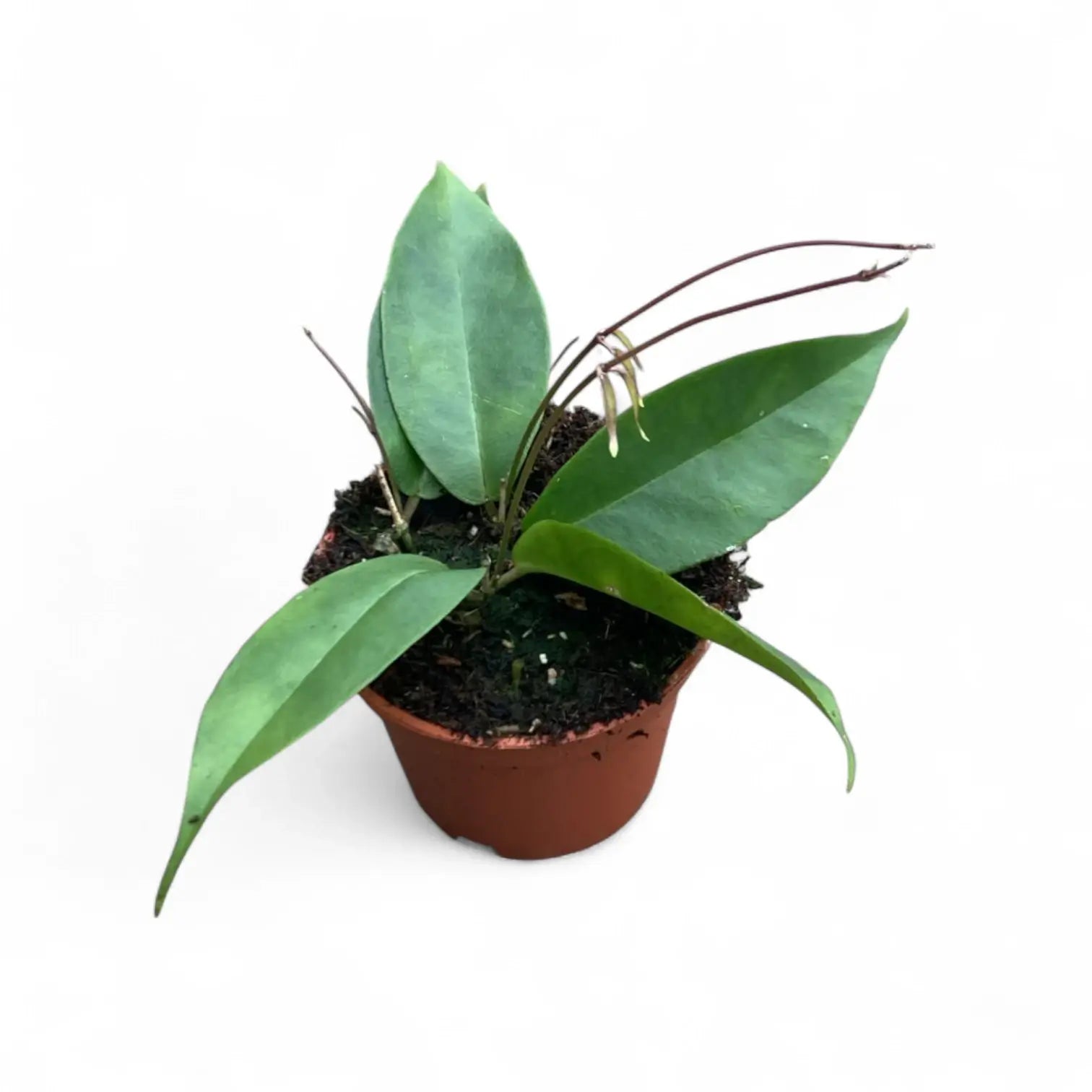 Hoya exilis potted plant in nursery pot on white background.