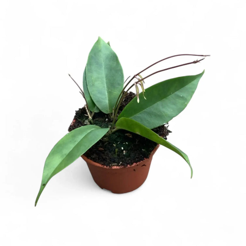 Hoya exilis potted plant in nursery pot on white background.