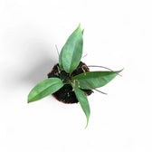 Hoya exilis potted plant in nursery pot on white background.