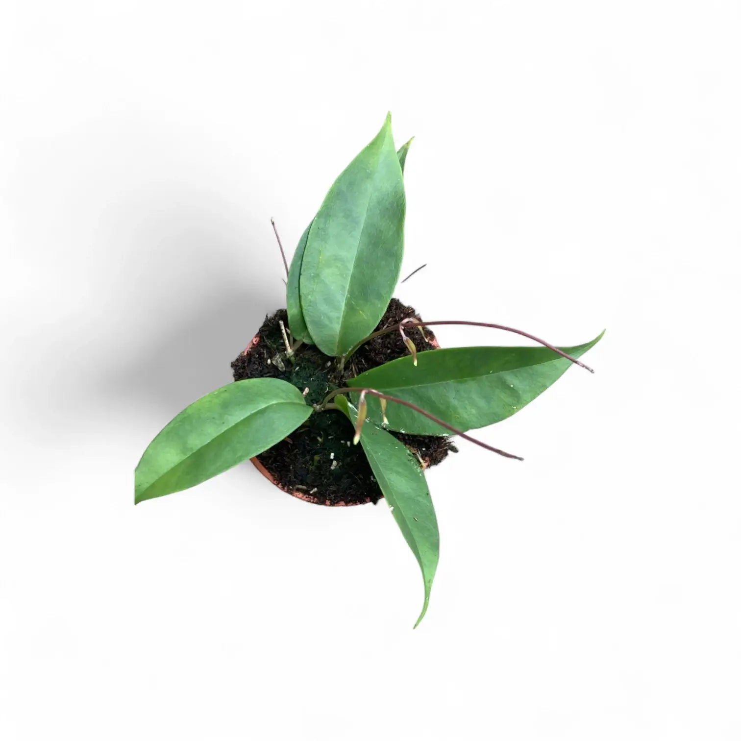 Hoya exilis potted plant in nursery pot on white background.