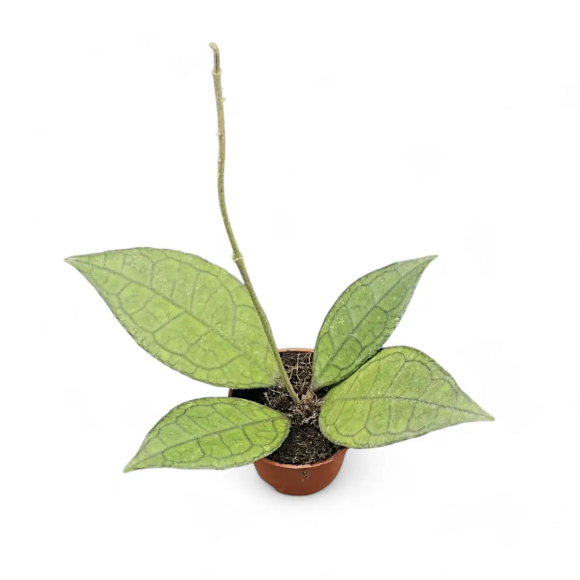 Hoya finlaysonii (Sarawak) potted plant in nursery pot on white background.