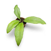 Hoya finlaysonii (Sukhirin) potted plant in nursery pot on white background.