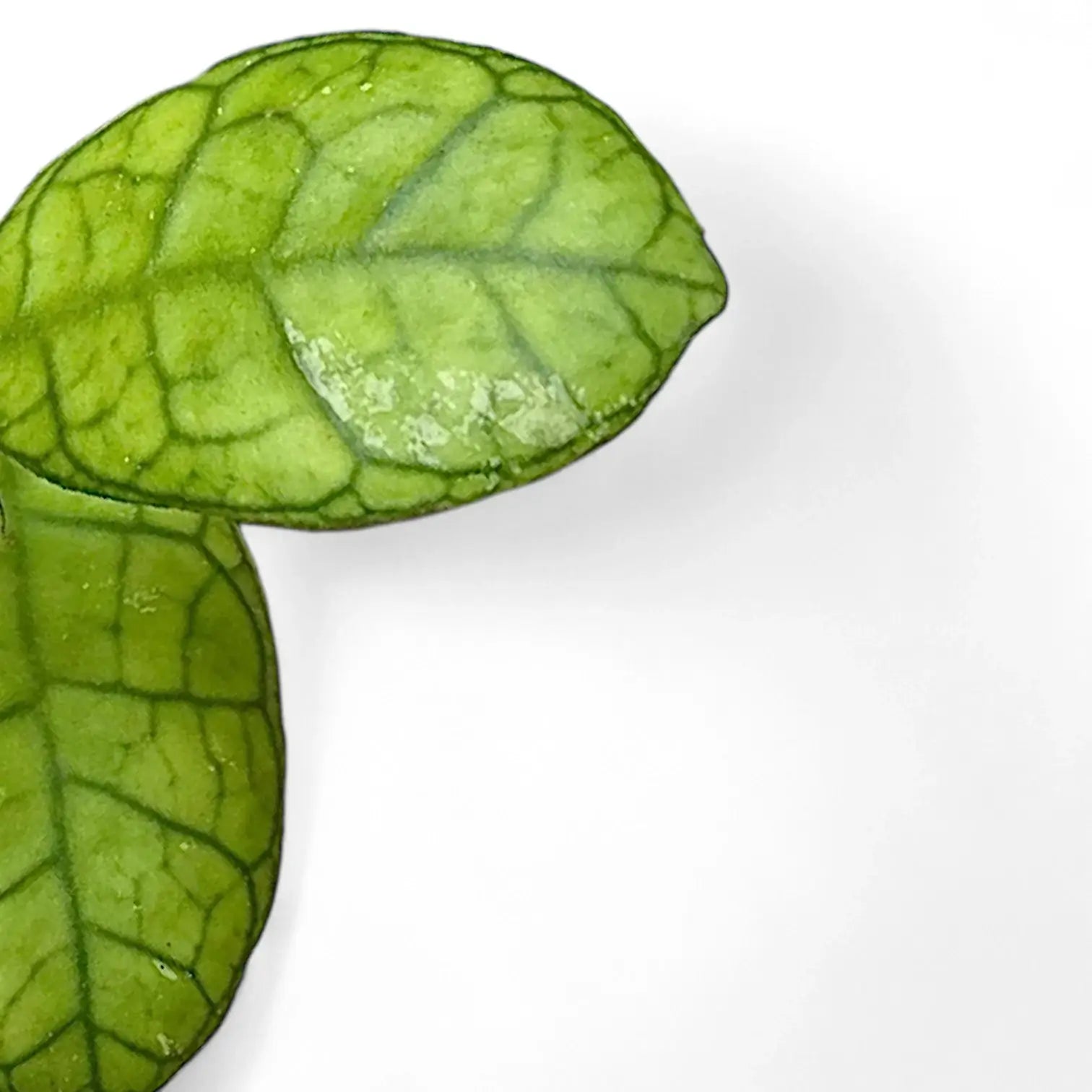 Hoya finlaysonii 'Round Leaf' leaf detail on white background.