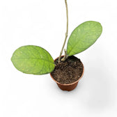 Hoya finlaysonii 'Round Leaf' potted plant in nursery pot on white background.