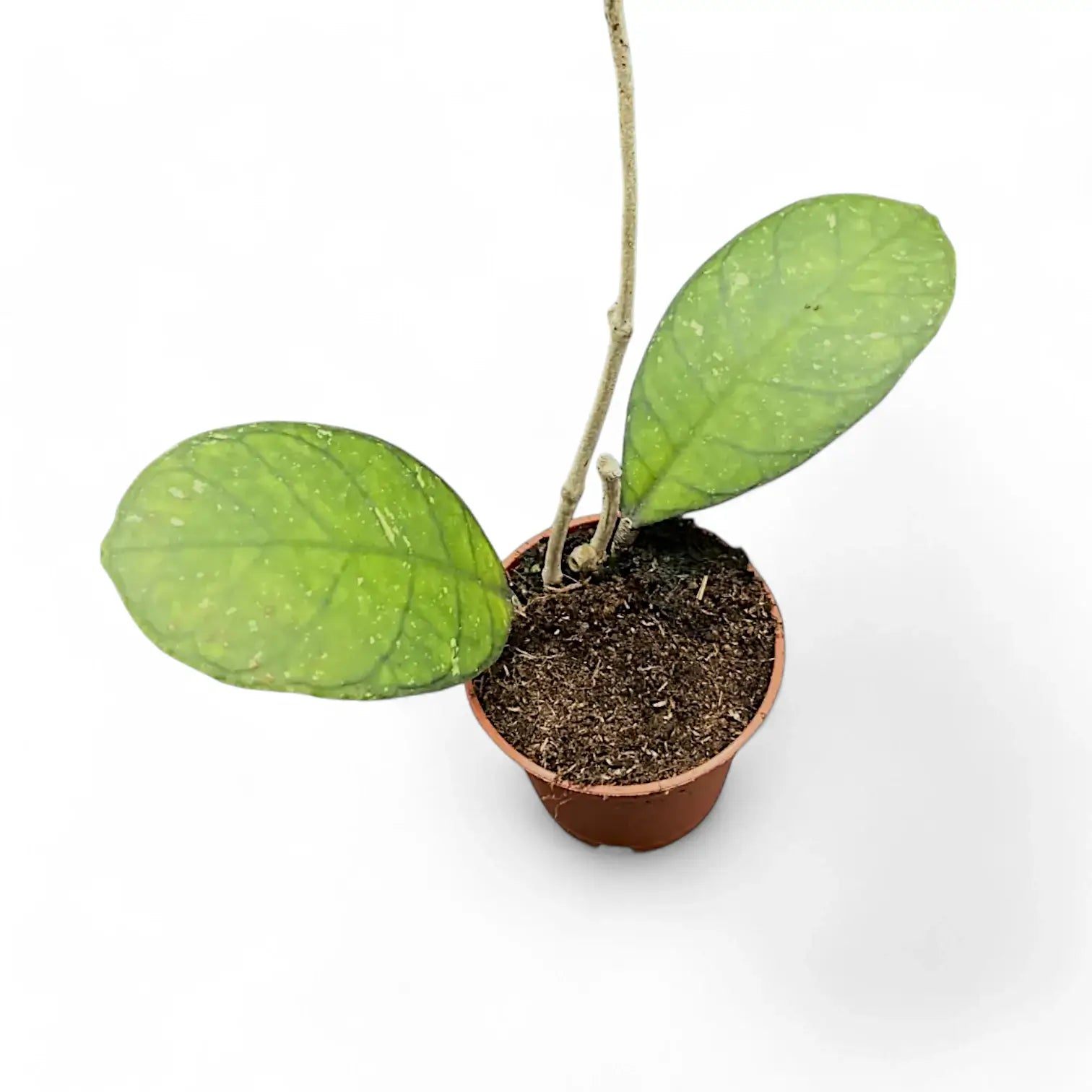 Hoya finlaysonii 'Round Leaf' potted plant in nursery pot on white background.