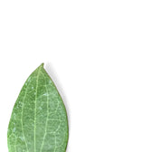 Hoya fitchii leaf detail on white background.