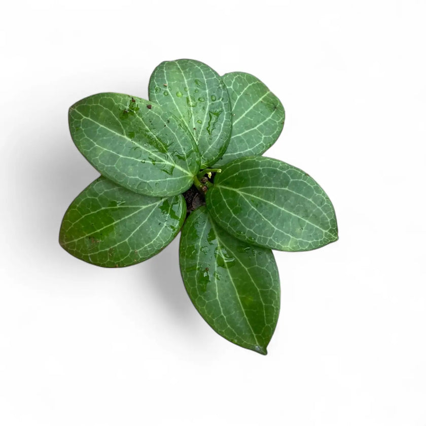 Hoya fitchii potted plant in nursery pot on white background.