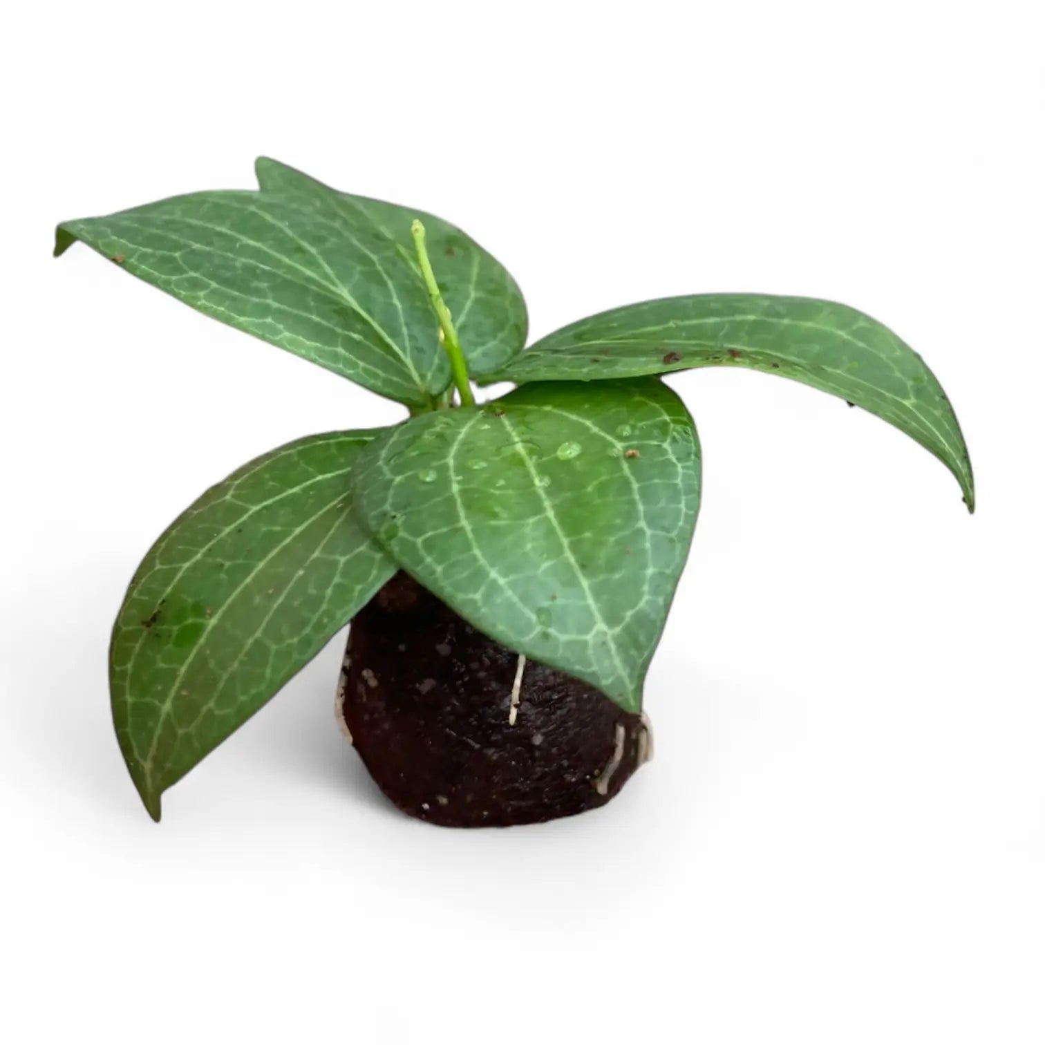 Hoya fitchii potted plant in nursery pot on white background.