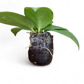 Hoya fitchii potted plant in nursery pot on white background.