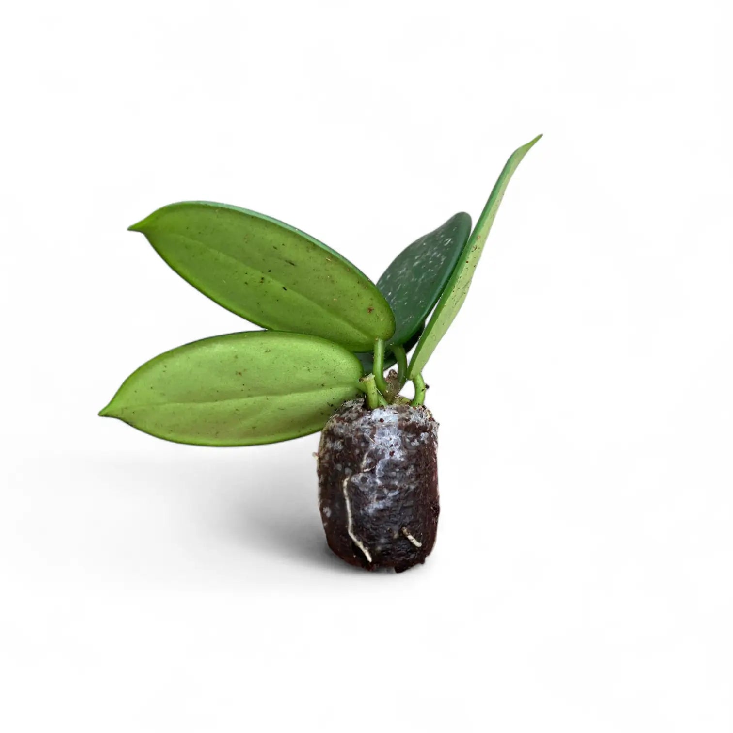 Hoya fitchii potted plant in nursery pot on white background.