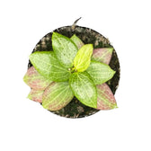 Hoya fitchii potted plant in nursery pot on white background.