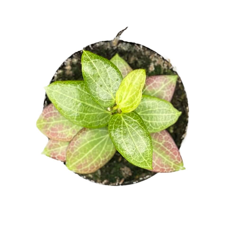 Hoya fitchii potted plant in nursery pot on white background.