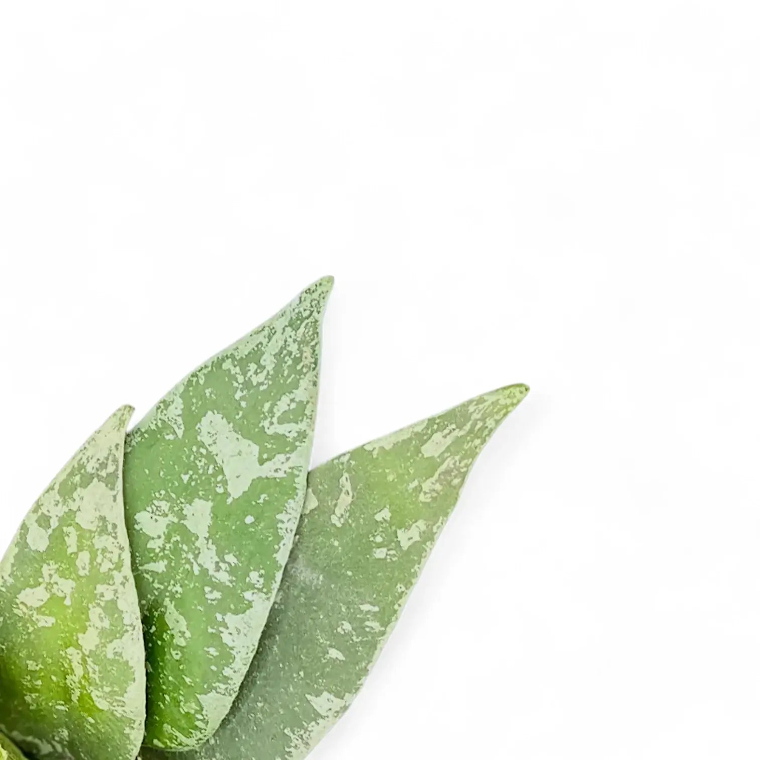 Hoya flagellata (Silver Form) close-up of leaf on white background.