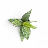 Hoya flagellata (Silver Form) Zimmerpflanze im Anzuchttopf vor weißem Hintergrund, Produktfoto 2.