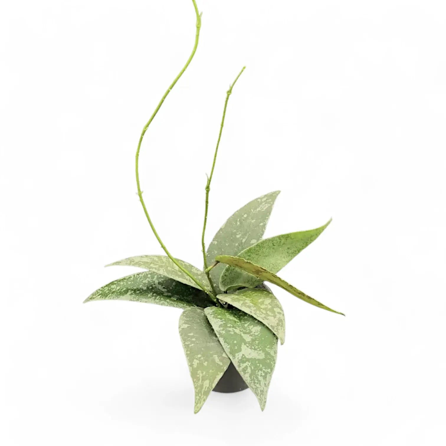 Hoya flagellata (Silver Form) potted plant in nursery pot on white background.