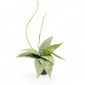 Hoya flagellata (Silver Form) Zimmerpflanze im Anzuchttopf vor weißem Hintergrund, Produktfoto 3.