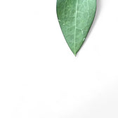 Hoya fuscomarginata (Hoya vitellina) leaf close-up on white background.