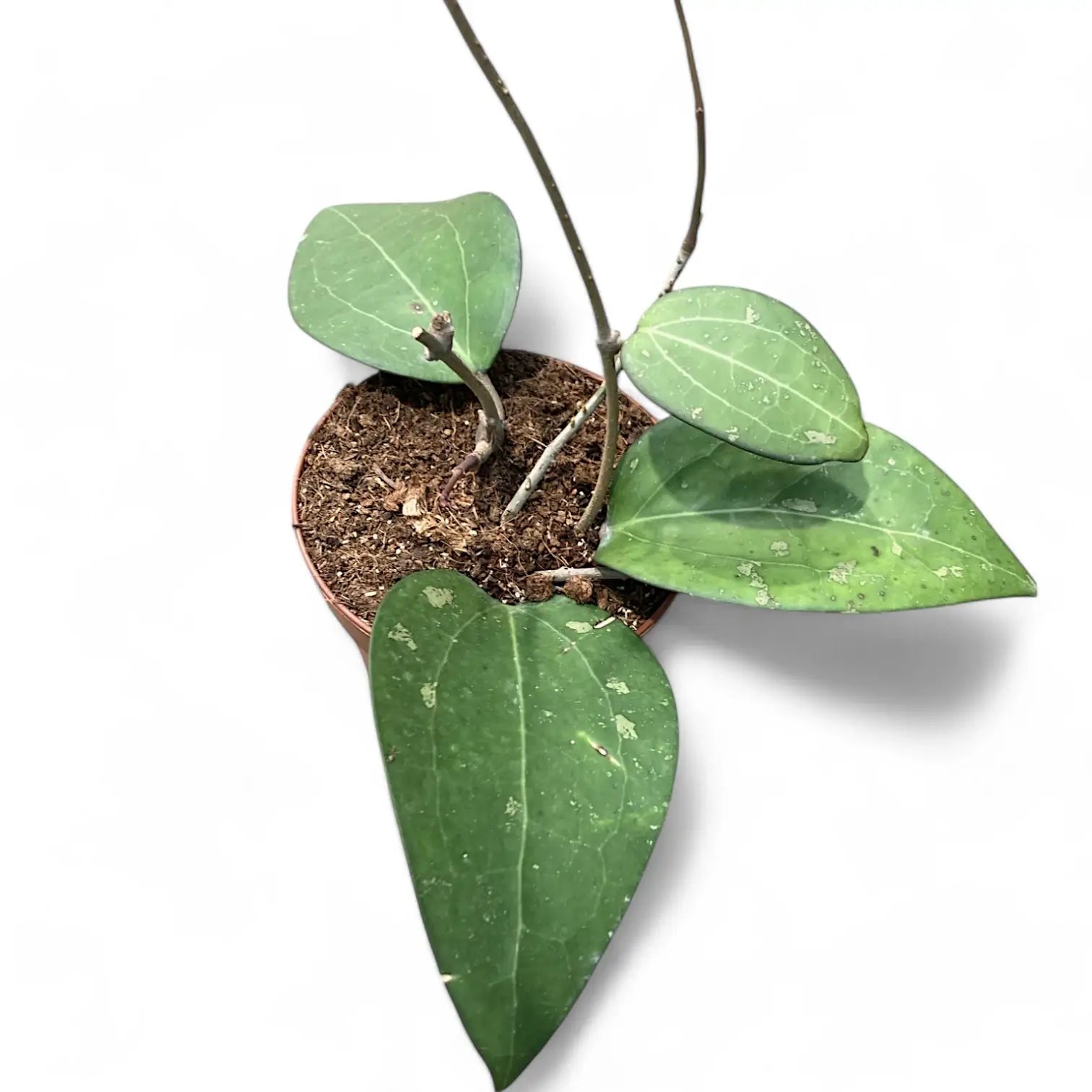 Hoya fuscomarginata (Hoya vitellina) potted plant in nursery pot on white background.