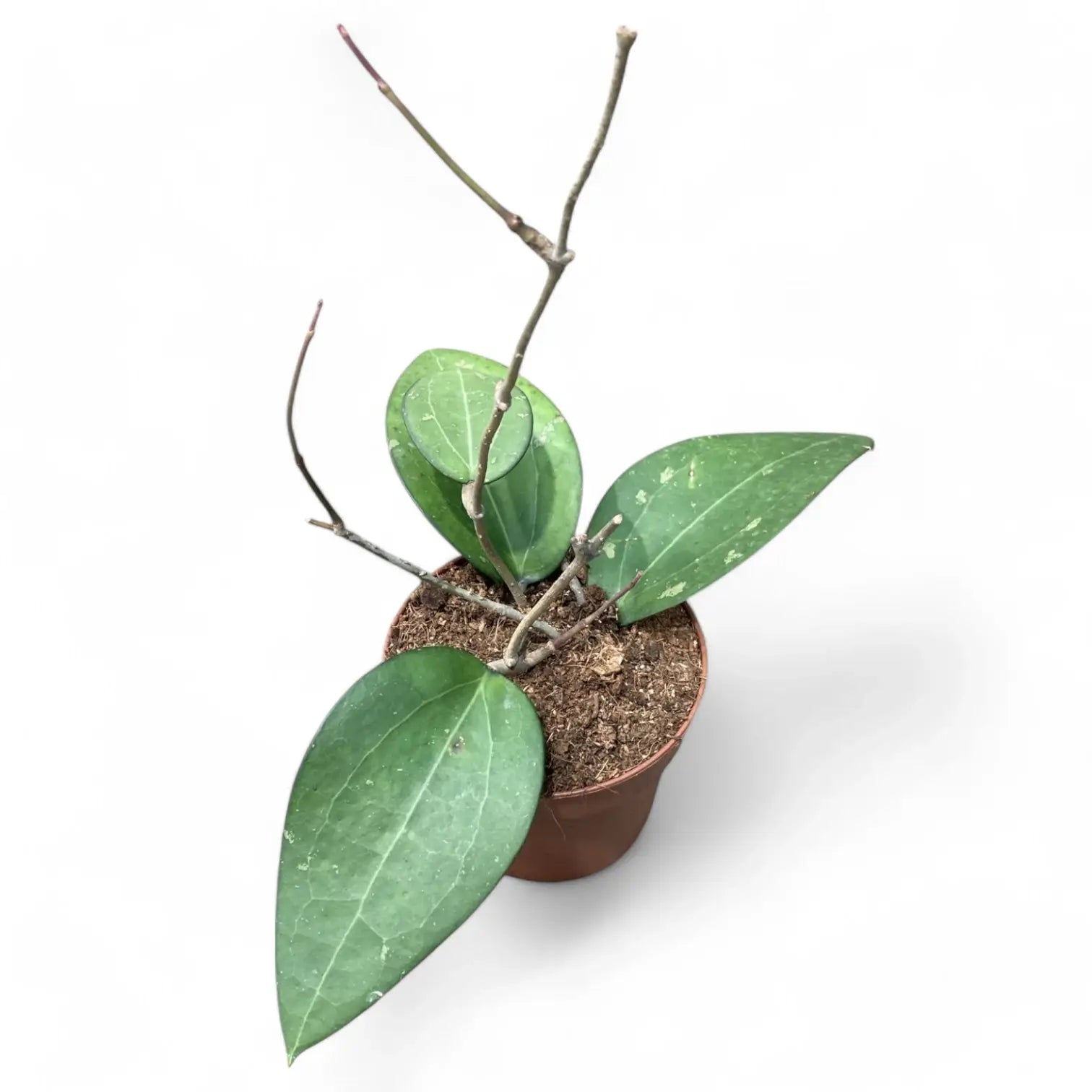 Hoya fuscomarginata (Hoya vitellina) potted plant in nursery pot on white background.