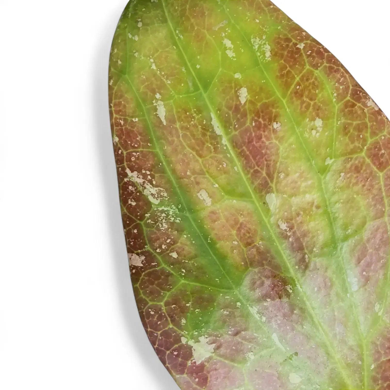 Hoya GFM-04 leaf detail on white background.